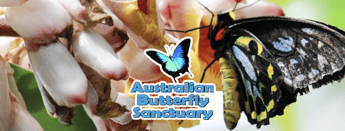Australian Butterfly SanctuaryButton