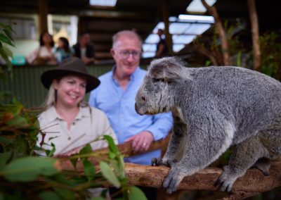 Rainforestation Nature Park Exclusive Access Koala Experience